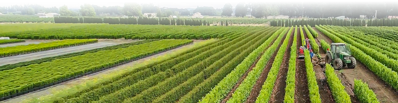 Aerial view of a hedge nursery with rows of young hedges and a tractor, illustrating the early stages of cultivating lush, healthy InstantHedge plants.