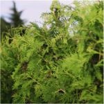 American Arborvitae, known for its tall, conical shape and lush greenery