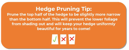 A guide to How to Prune best trees for privacy. Best Bushes for privacy. Privacy shrubs pruning tip. 