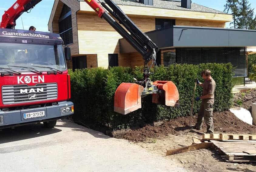 upright yew hicksii-installation-faq-planting
