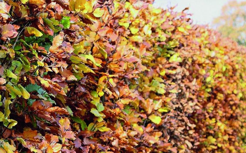 European Beech Tree in Fall: Fagus Sylvatica Copper Beech color during fall