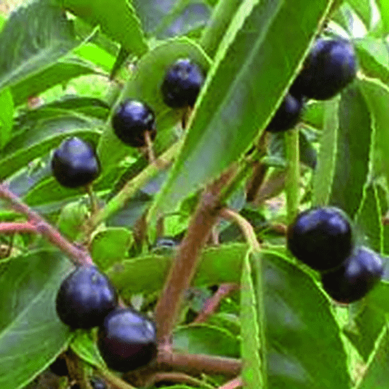 00000304-Prunus-lusitanica-portuguese-laurel-fruit-color-summer