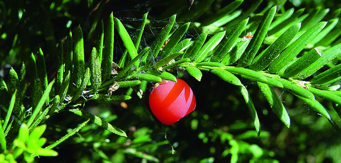 Taxus-yew-Fruit-aril