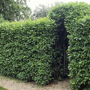 00690651-Prunus-laurocerasus-wall-fence-estate-home