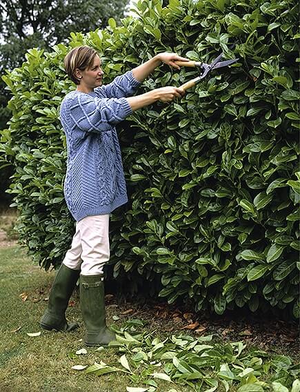 00736942-prunus-laurocerasus-pruning-country-FAQ