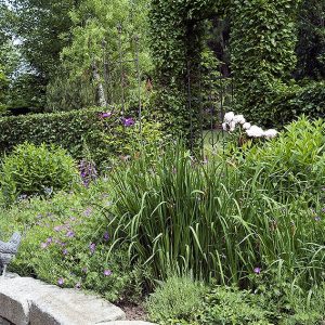 00850057-Fagus-beech-hedge-country-garden-estate-home-cottage-stone