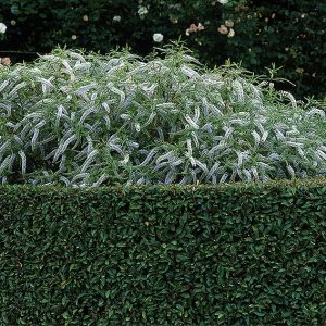 00861019-Prunus-lusitanica-portuguese-laurel-hedge-wall