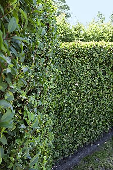 N0300319_140-Prunus-lusitanica-portuguese-laurel-hedge-privacy-tall-evergreen