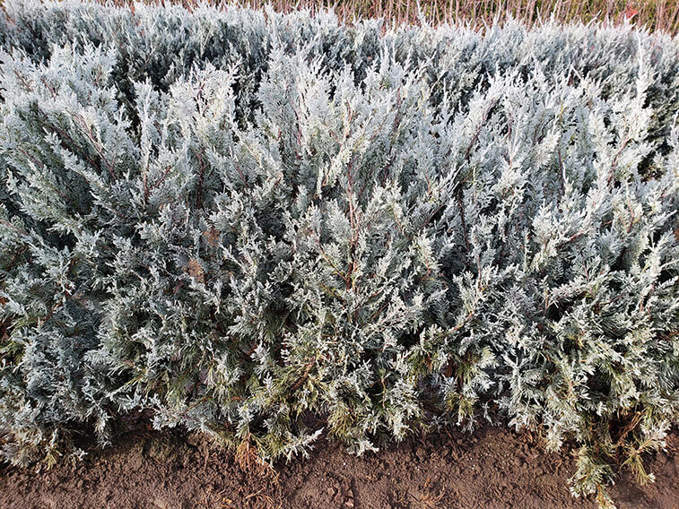 juniperus-scopulorum-wichita-blue-rocky-mountain-juniper-hedge-field-row-nursery-InstantHedge-evergreen