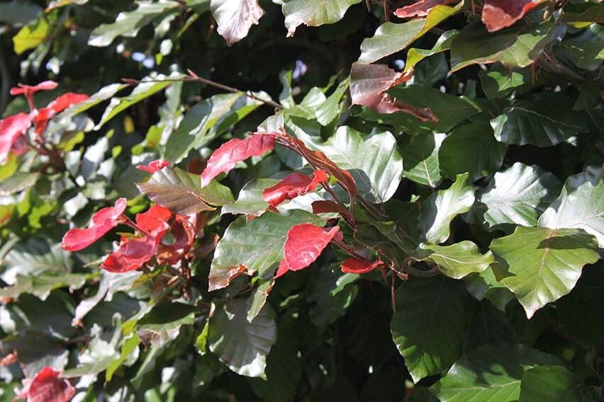 0432-Fagus-sylvatica-Atropurpurea-purple-copper-beech-hedge-red-new-growth
