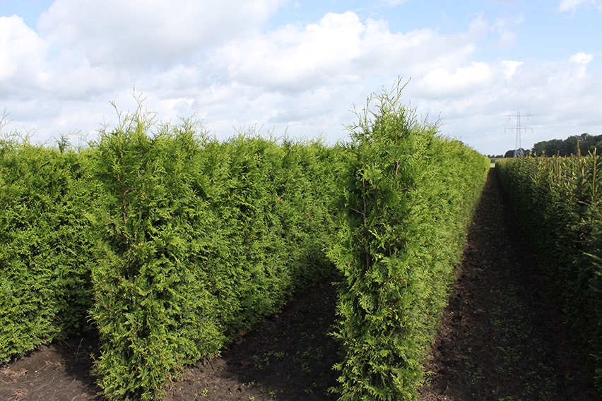 Thuja Green Giant InstantHedge rows planted in field