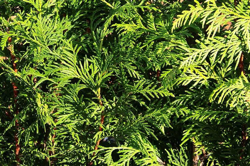 Green Giant’s foliage can be trimmed to maintain a lush foliage.