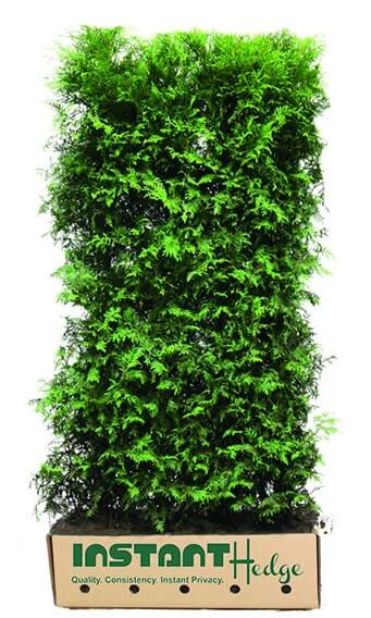Thuja Green Giant hedge unit in biodegradable cardboard