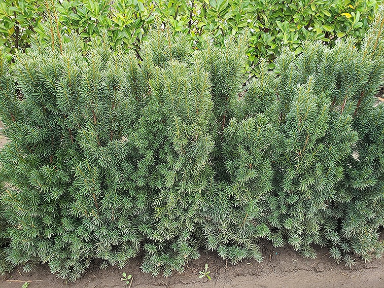 taxus-hicksii-yew-hedge-3-feet-tall-field-row-nursery