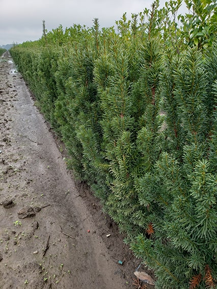 taxus-hicksii-yew-hedge-3-feet-tall-field-row-nursery