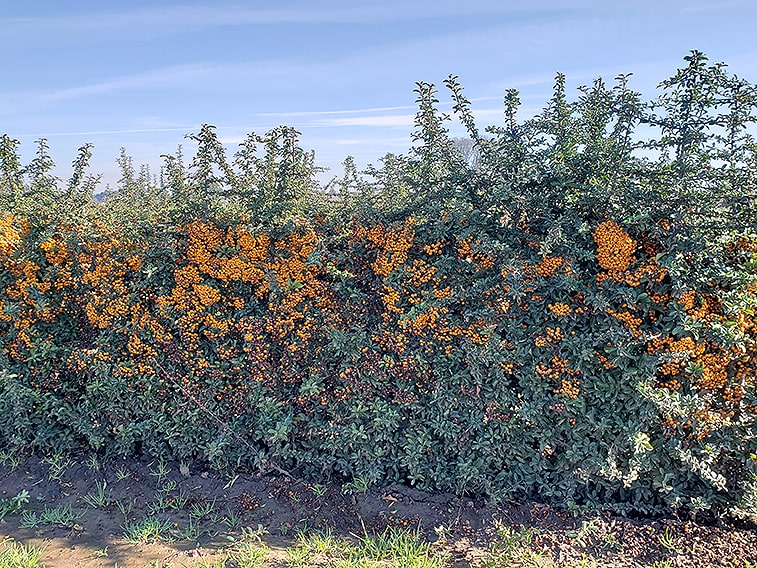 113702-pyracantha-teton-firethorn-hedge-winter-orange-berries-evergreen