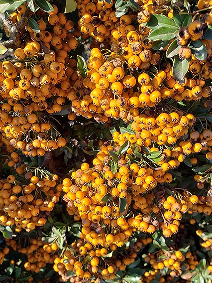 113808-pyracantha-teton-firethorn-hedge-winter-orange-berries-evergreen