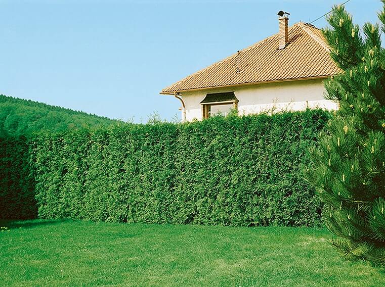creating residential privacy with Emerald Green Arborvitae