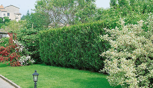 best plants for privacy. Choose best privacy shrubs for privacy and screening.