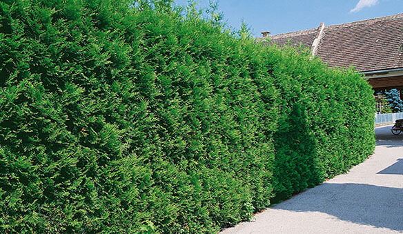 best privacy hedge