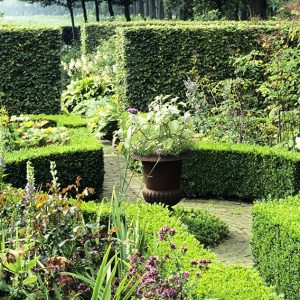 19720-Buxus-boxwood-Fagus-beech-country-knot-garden-hedge-cottage