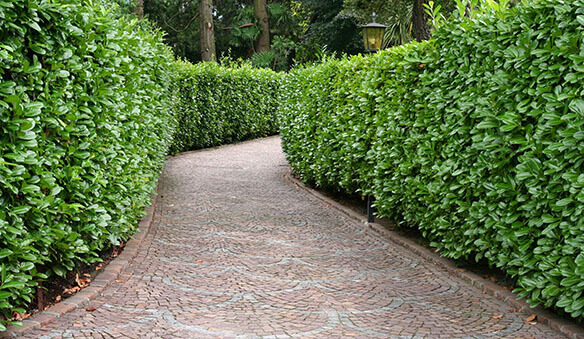 evergreens for privacy: Formal Screen can be created by using varieties of privacy hedges.