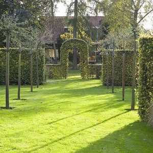 26047-Fagus-beech-hedge-formal-garden-estate-modern-landscape-design
