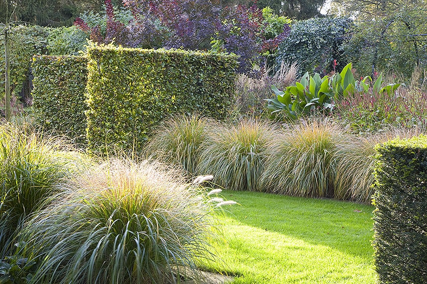 26048-Fagus-Taxus-beech-yew-hedge-garden-summer-grass-modern-landscape