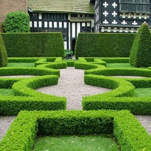 363759-buxus-boxwood-thuja-arborvitae-hedge-privacy-tall-low-border-knot-garden-formal-country-estate-restort-lodge-cottage-spa