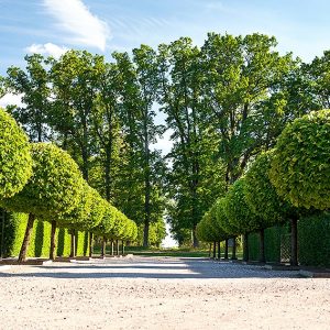 369669836-Fagus-beech-hedge-formal-park-estate-entry-driveway-allee-avenue-topiary