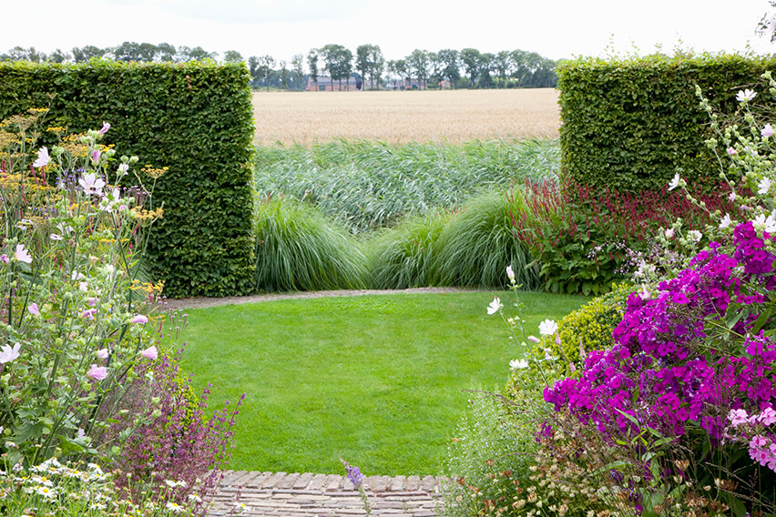 Eurpean Hedge creating a boundary between cottage garden and an open field