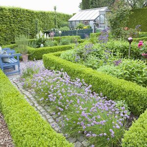 38516-Fagus-Beech-boxwood-Buxus-hedge-country-knot-garden