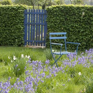 39187-Carpinus-hornbeam-hedge-country-cottage-garden-seating-privacy-gate-spring-hyacinth-daffodil-flowers