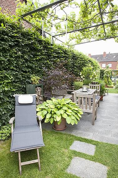 43917-Fagus-hedge-beech-urban-city-patio-chair-planter-arbor-trellis-privacy