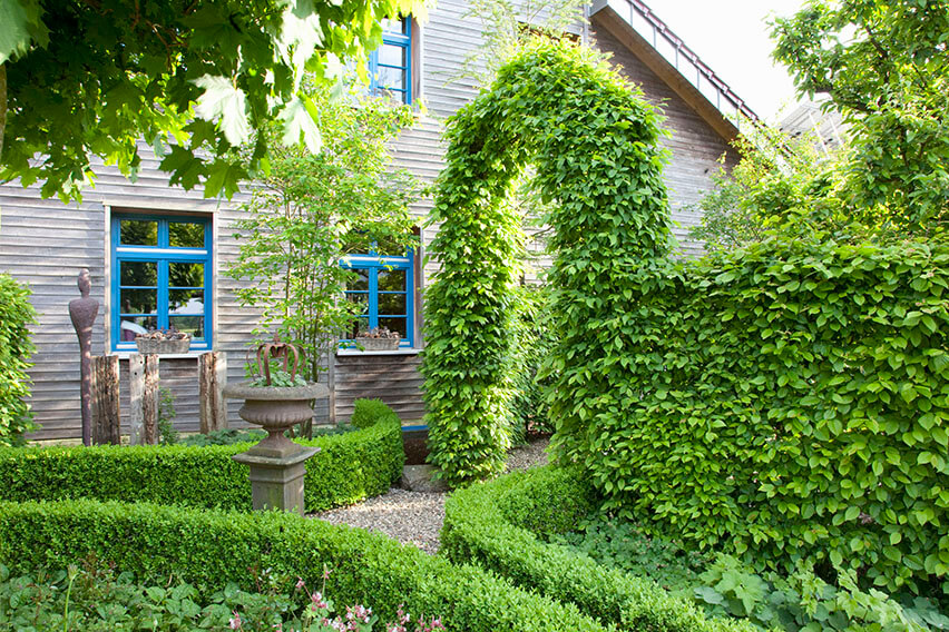 47503-fagus-beech-buxus-boxwood-hedge-screen-cottage-garden-house-yard-entry
