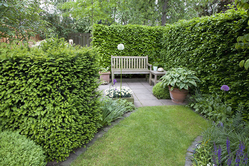 52641-Taxus-Fagus-privacy-hedge-yew-beech-country-garden