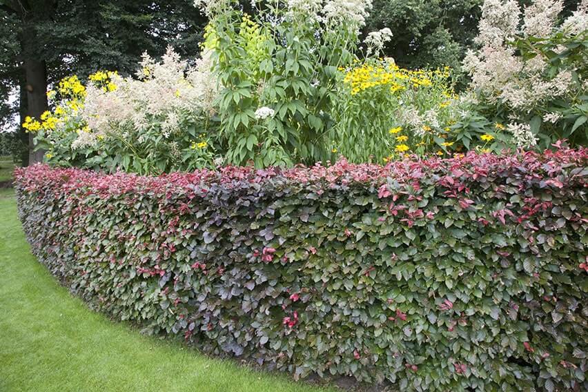 53426-fagus-beech-purple-copper-hedge-border-flower-bed-lawn-suburban-garden-cottage-summer-contemporary-landscape