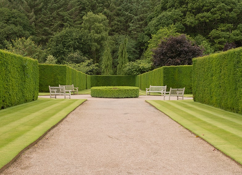 536097199-Taxus-yew-hedge-buxus-estate-park-min