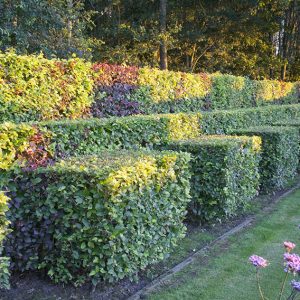 56809-fagus-beech-hedge-purple-green-copper-mixed-varied-height-layers-border-modern-contemporary-design-suburban-garden