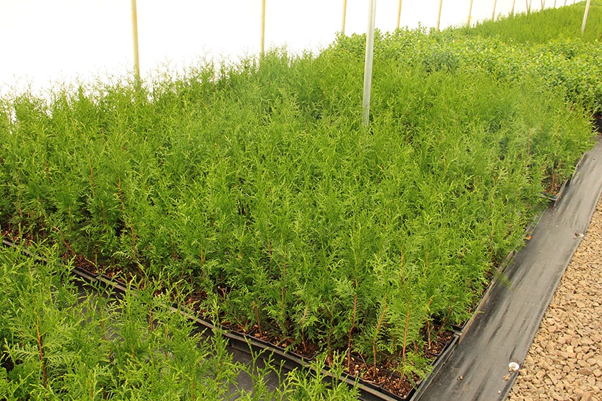 Thuja-'Green-Giant'-cuttings-hedge-propagation-min
