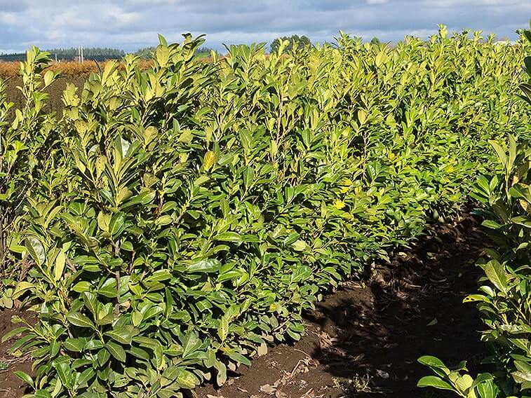568596-Prunus-laurocerasus-English-cherry-laurel-hedge-row-field-privacy-fast-growing-InstantHedge