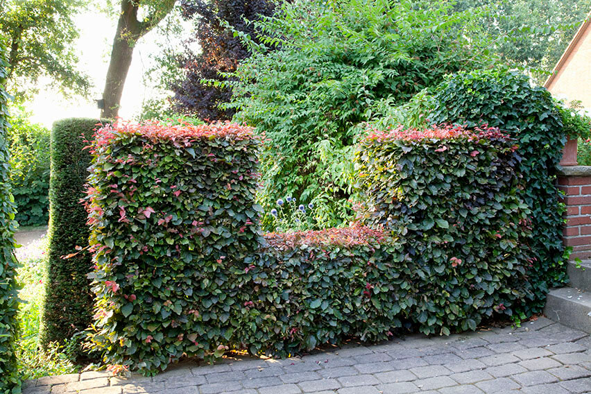 56958-fagus-beech-copper-purple-hedge-varied-height-window-prune-suburban-garden-path-room-summer