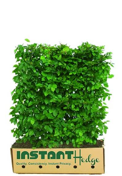 Carpinus betulus Hornbeam InstantHedge, 3-4 foot unit ready to ship in biodegradable carboard boxes