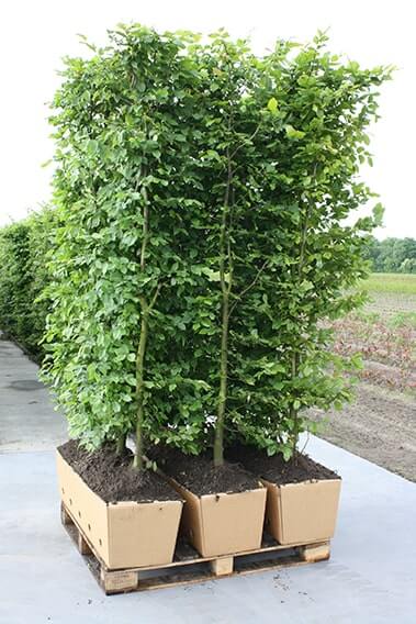 European Beech InstantHedge units sit on a pallet ready to be shipped
