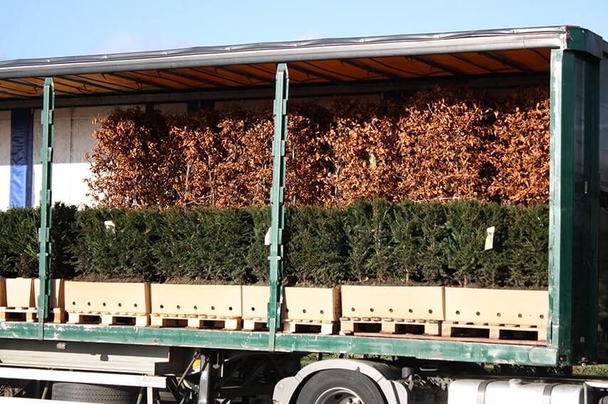 Truck with shorter yew hedges and taller European Beech hedges