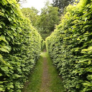 616799474-fagus-beech-tall-privacy-hedge-maze-garden-path