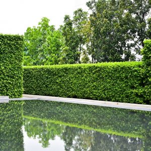 620778515-fagus-beech-privacy-hedge-modern-contemporary-design-estate-garden-pond-pool-water