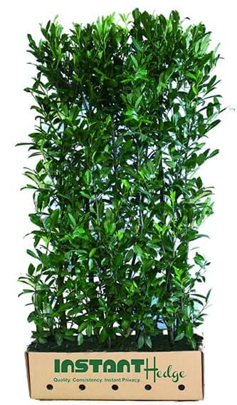 6760-Prunus-laurocerasus-Schipkaensis-skip-laurel-hedge-unit-cardboard-biodegradable