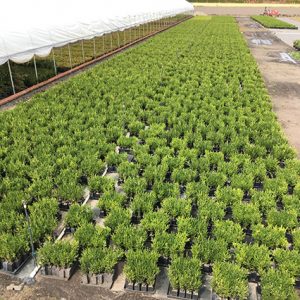 Green-Mountain-buxus-ready-for-container-planting
