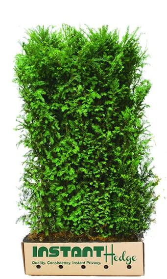 Taxus-media-Hicksii-cardboard-biodegradable-container-6-foot-InstantHedge
